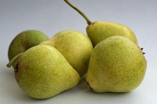 pera rocha