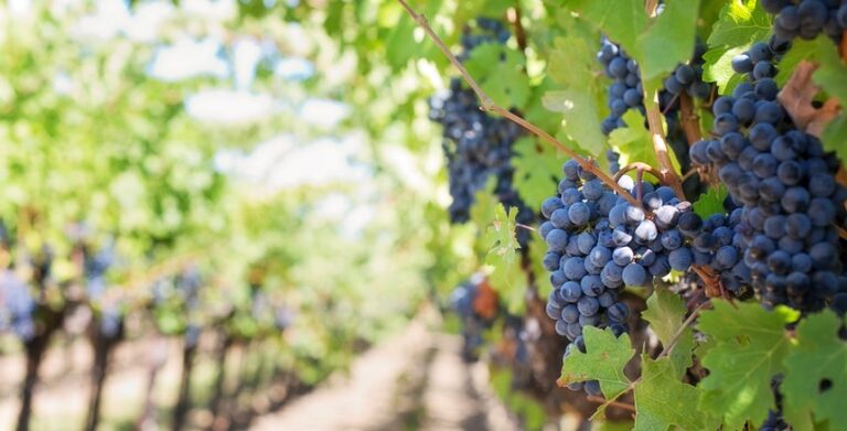 Preço de vinho do Alentejo atinge valor máximo dos últimos cinco anos