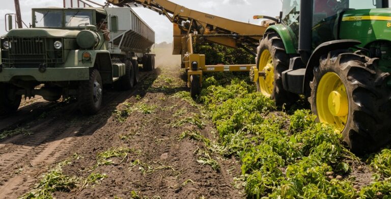 Rutura de stock e abastecimento alimentar não serão problemas