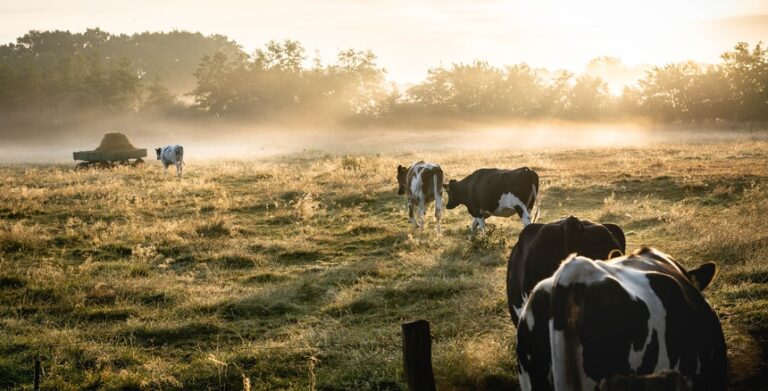 Monte do Pasto desenvolve projeto de produção sustentável de carne