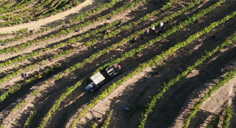 Inovação é necessária para o setor da vinha em Portugal