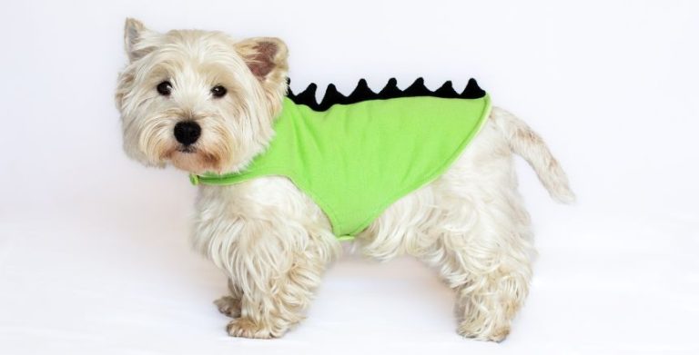Leroy Merlin transforma fardas antigas em coleção para animais