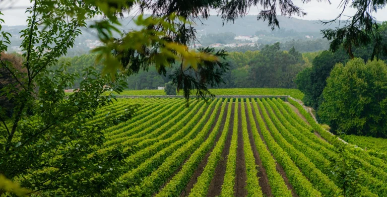 Aveleda conquista Certificação Nacional de Sustentabilidade